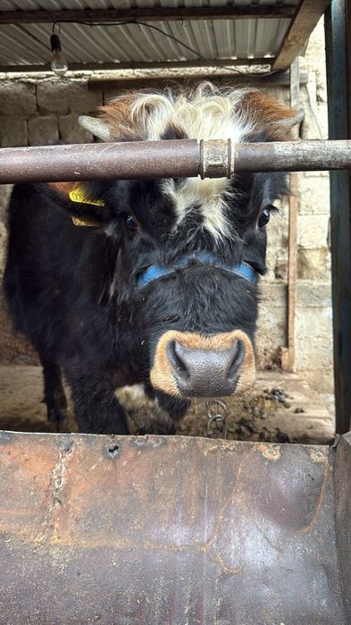 Бычок,бузау, телятины