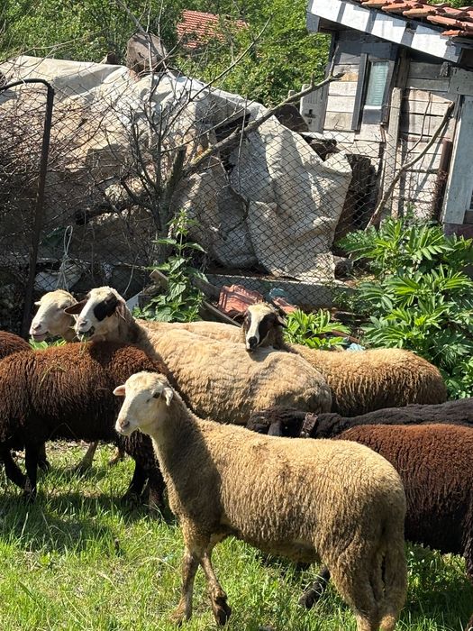 Продавам 5 овце 1 коч и 4 женски агнета