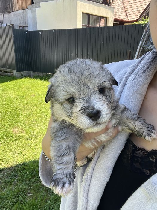 Cațelusi pt adopție