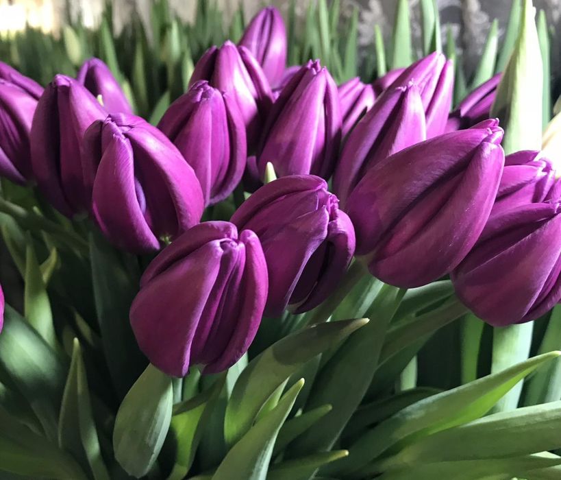 Тюльпаны голландские оптом на 8 марта