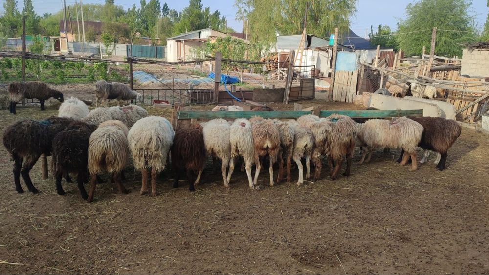 қойлар қошқар сатылады