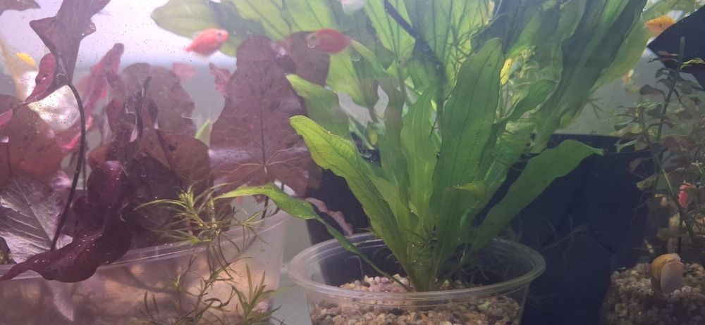 Аквариумные растение,akvarium usimliklari.