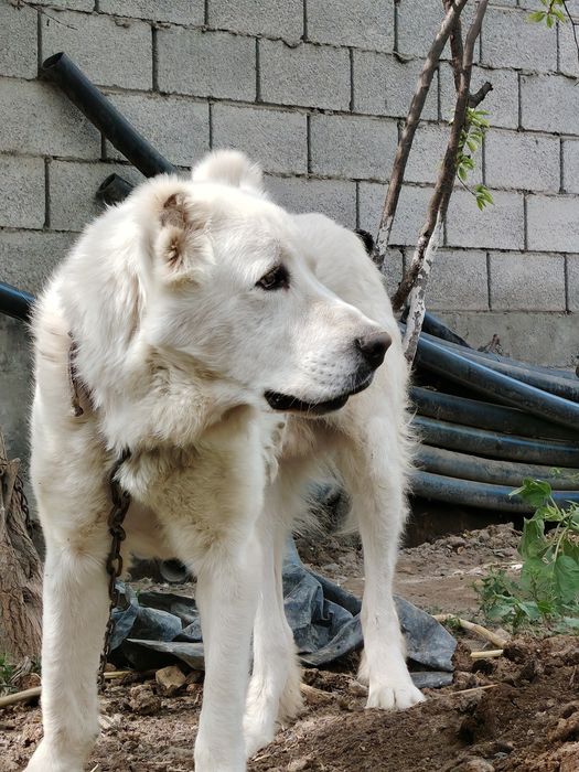 Kirgiz Alabay 1,5 yoshli