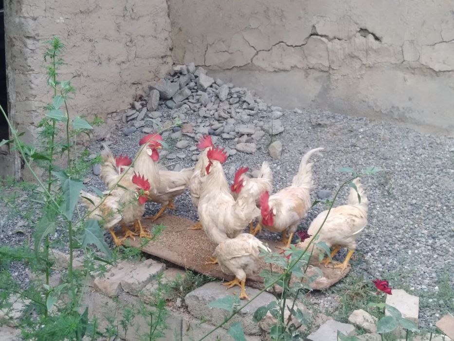 Xoʻroz sotiladi samarqand