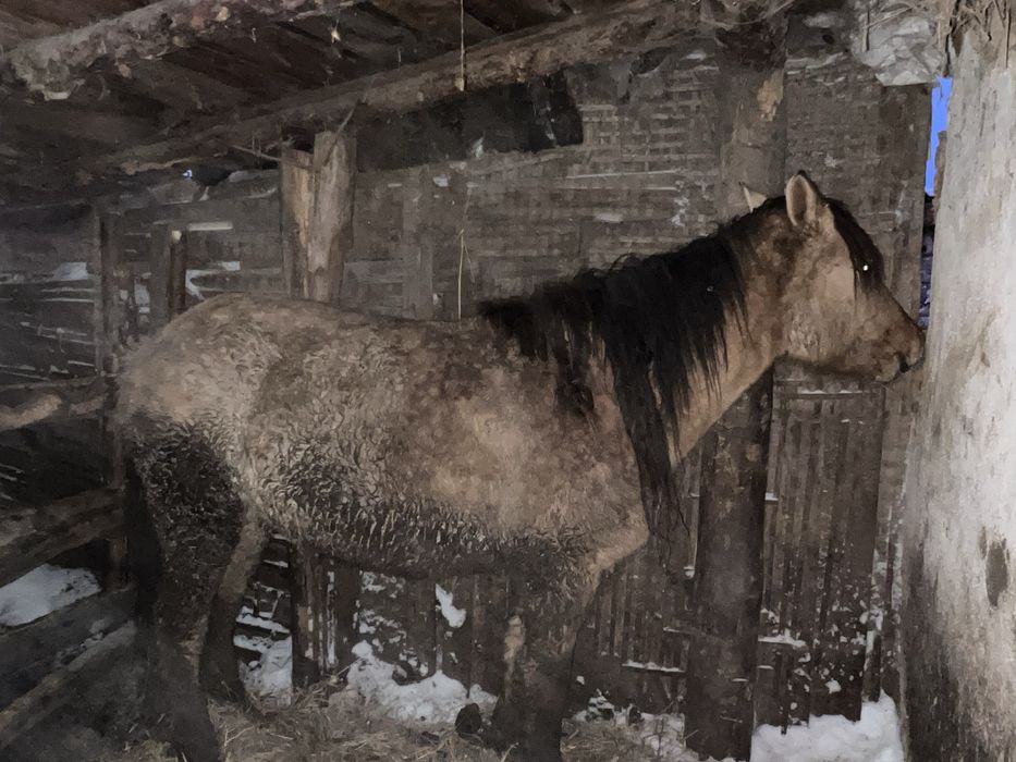 Продам Байтал стоит на откорме два месяца