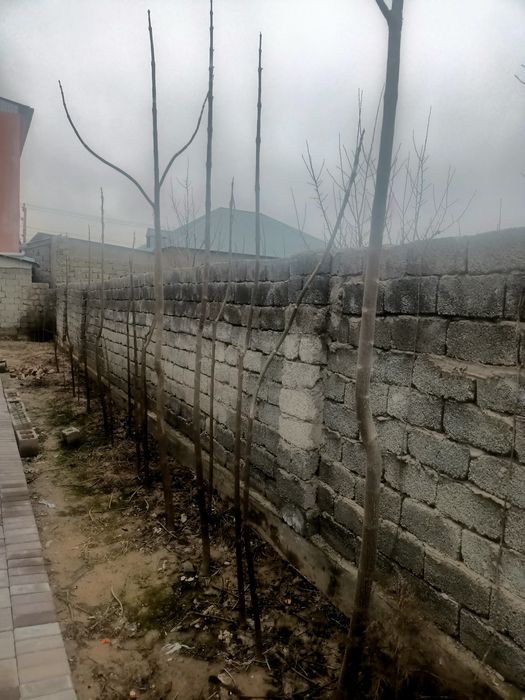 Павлония дерево 2 год