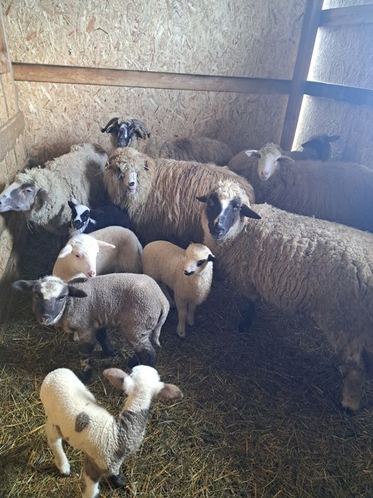 De vânzare oi cu miei