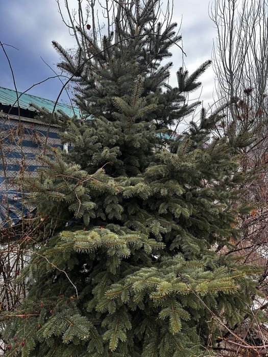 Сосна крымская,ель сибирская