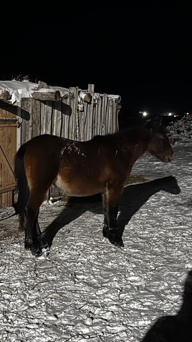 Продам жеребчика