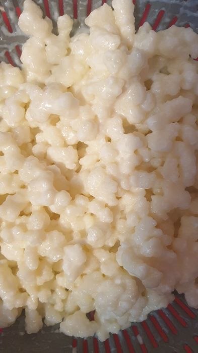 Drojdie chefir sau ciuperca tibetana kefir