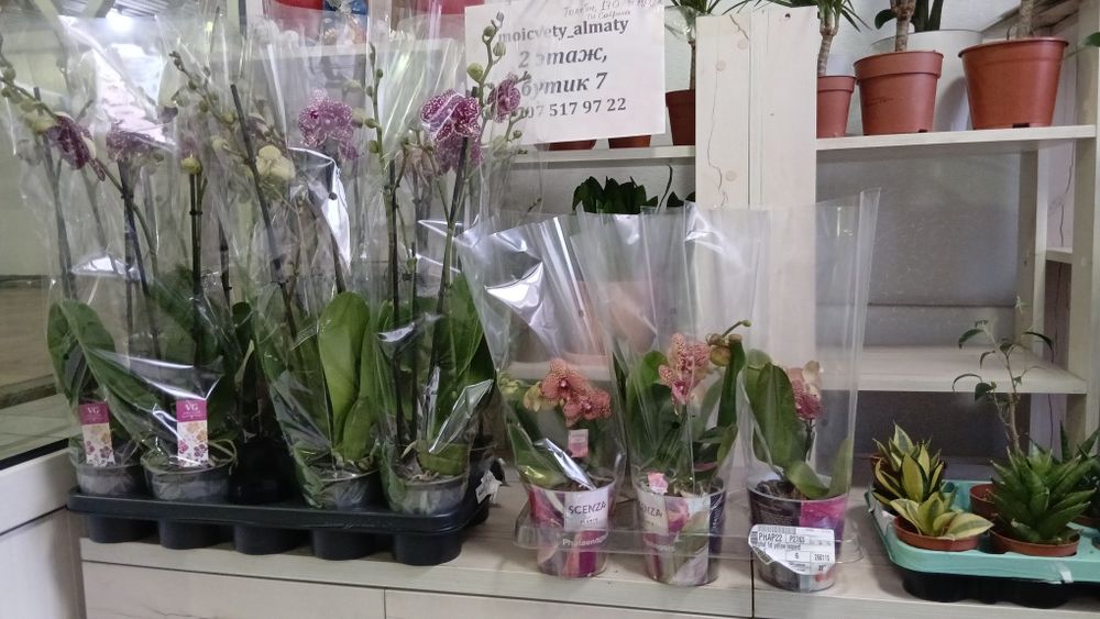 Орхидея желтый леопард Голландия