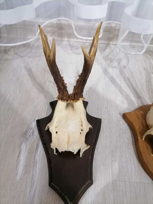 Еленови трофейчета