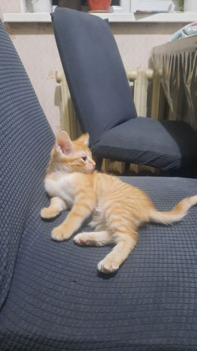 Рыжыии котик малыи.