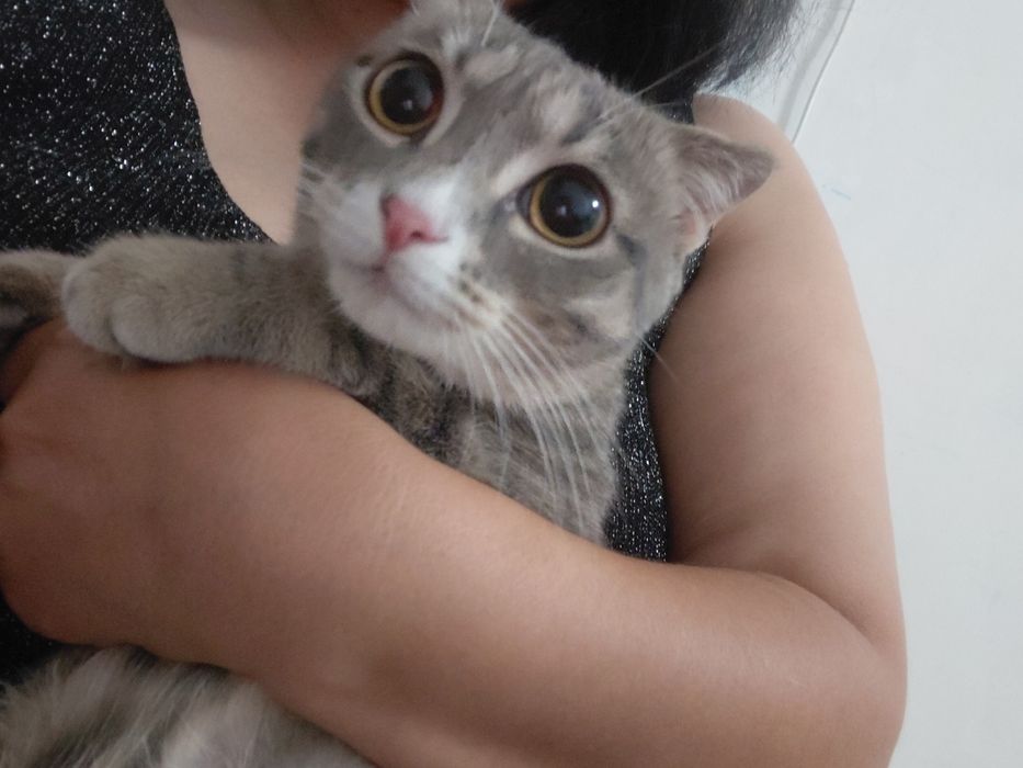 Шатланский мысық