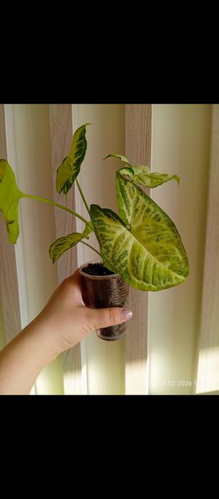 Комнатные растения/ комнатные цветы