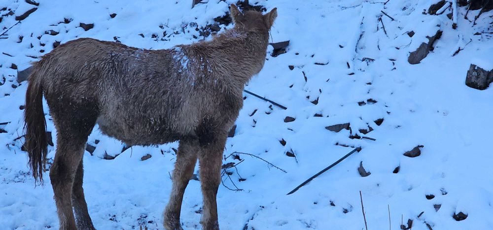 Жеребенок 7 месяцев