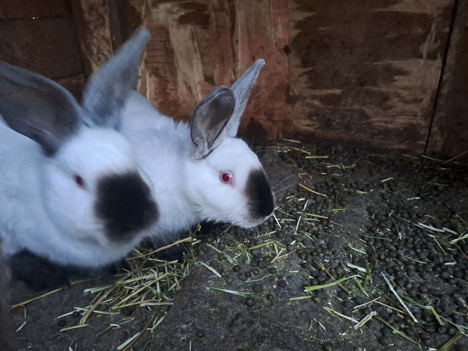 Californian pui de vanzare