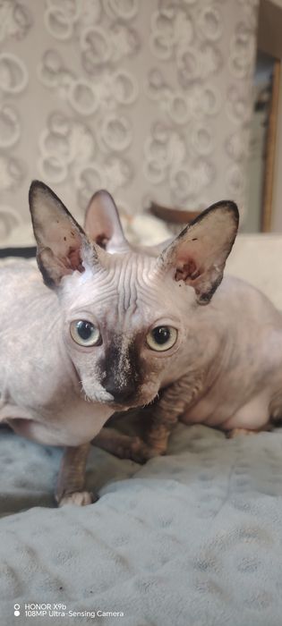 Канадский сфинкс