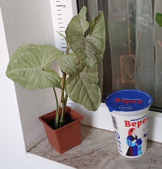 Колекция Сингониуми - Цвете на Щастието