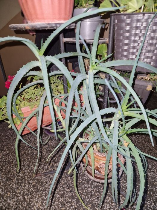 Алое вера с няколко стебла