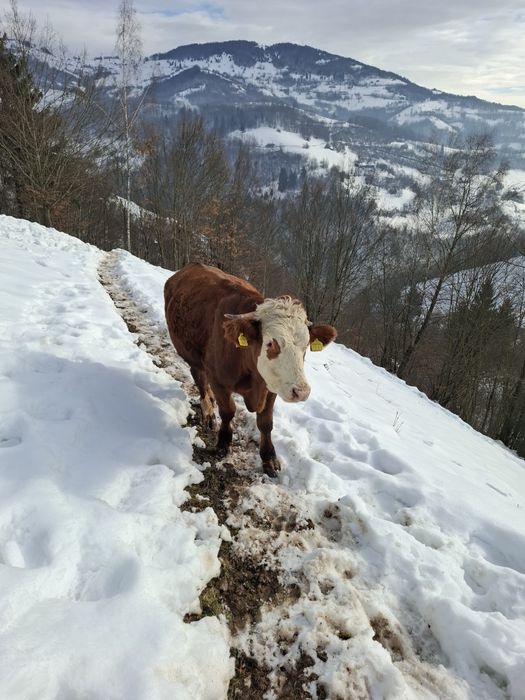 Vând junci 1 an și 6 luni