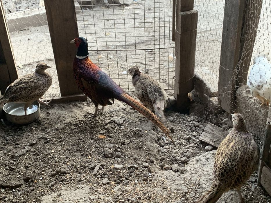 Fazani si Gaini Pitice