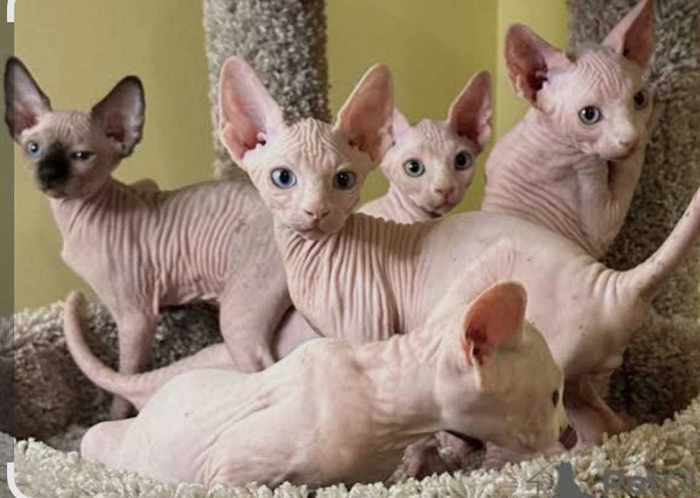 Вязка Донской сфинкс