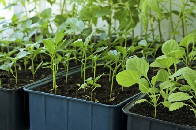 Продам рассаду  помидор, перцев,баклажан