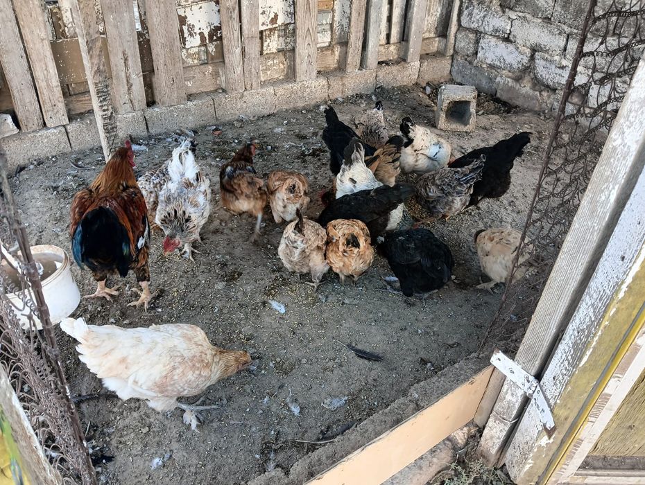 Продается курицы