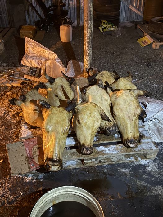 Үйітілмеген сиыр бастарын аламын