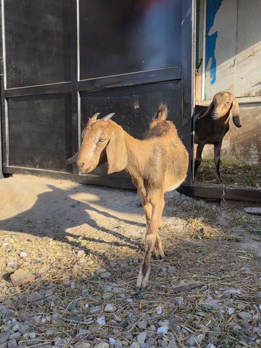 Vand capre si iezi anglo