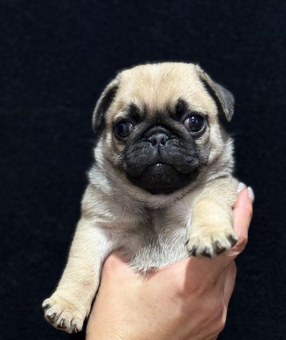 Очаровательные щенки мопса.