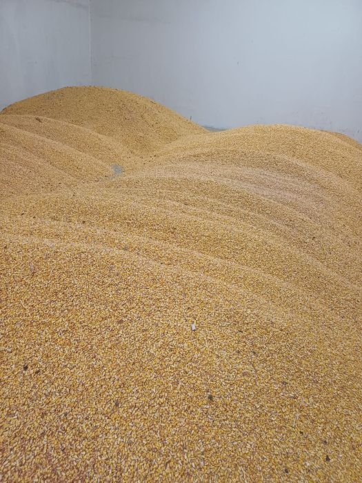 Vând cereale - porumb,  grau , ovăz, orz, floarea soarelui,  uruiala