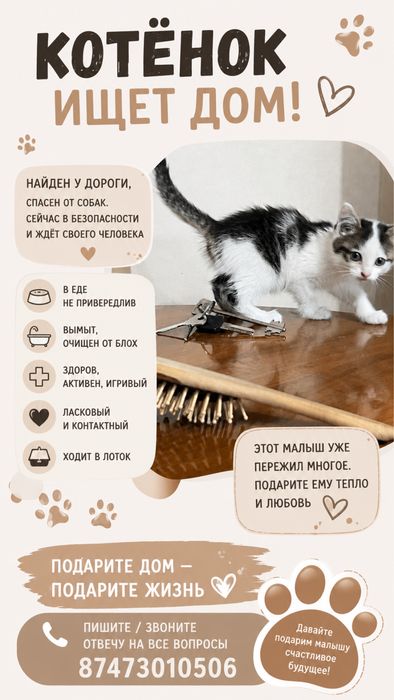 Котенок в добрые руки