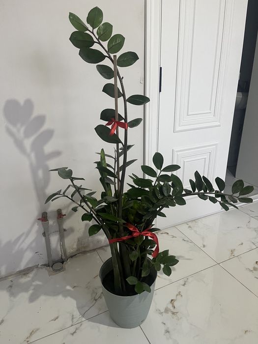 доллар гүл сатылады