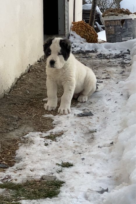 Asia centrala  mascul