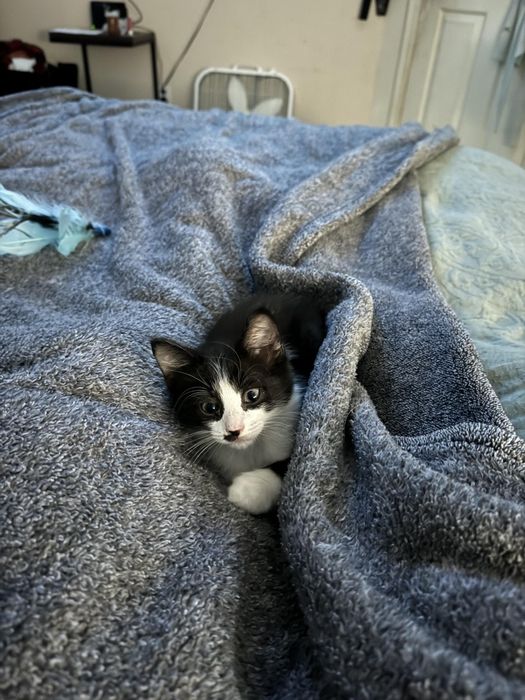 Котята ( прочтите сами и передайте своим знакомым)