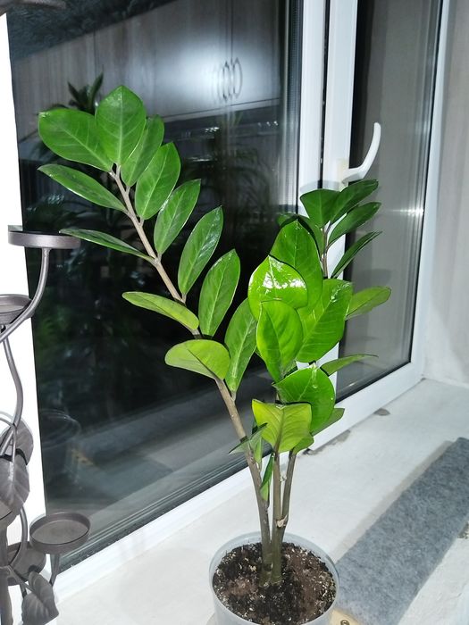 Растения комнатные