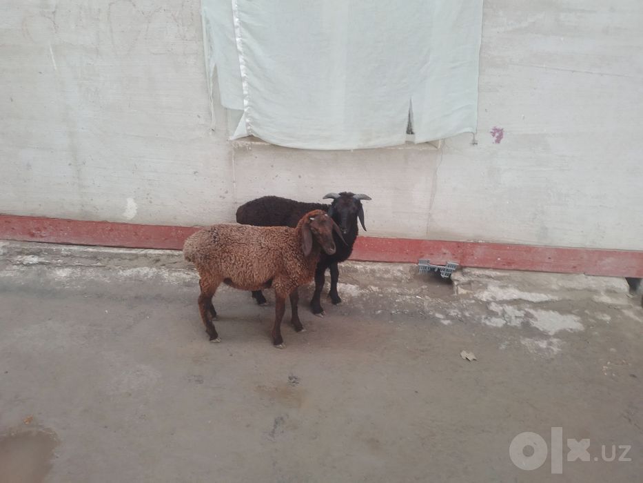 3 ta q6chqor barra sotiladi semiz