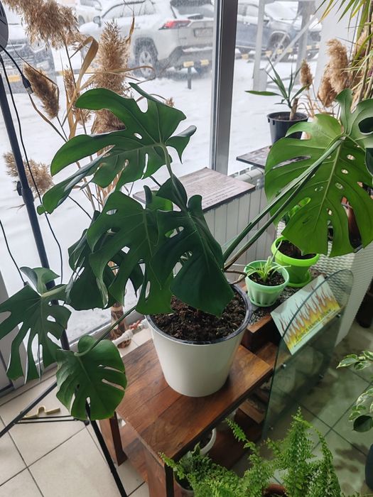 Манстера. Комнатное растение