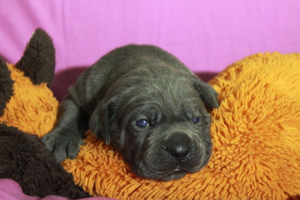 Щенки кане корсо