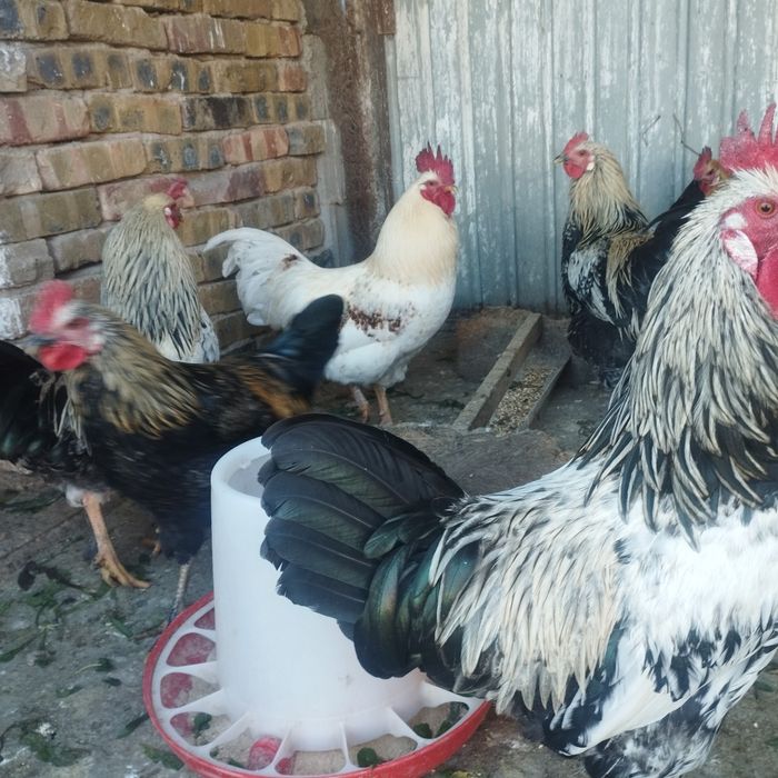 Продам куры домашние