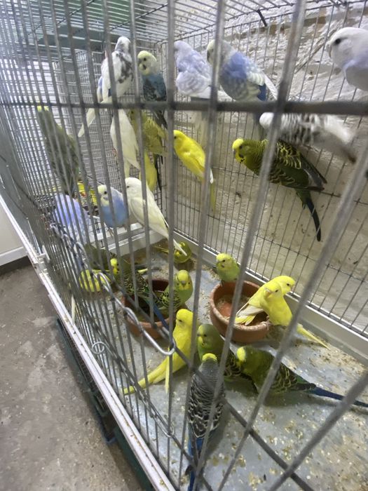 Perusi pui-productie proprie