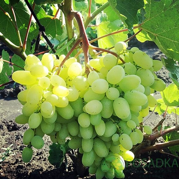 Виноградные саженцы и черенки аватар,гелиадор и бананас