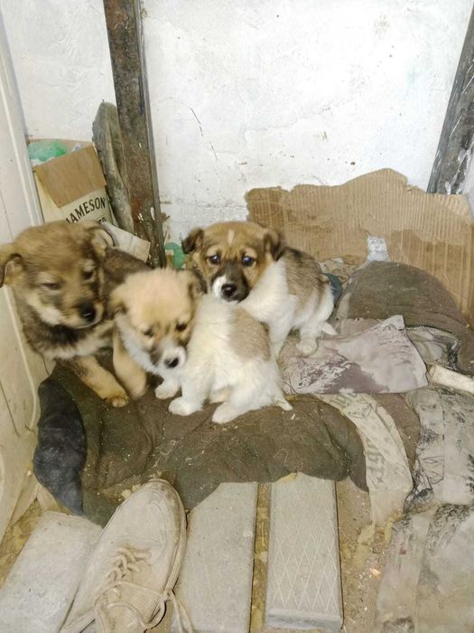 Маленькие звонки в добрые руки