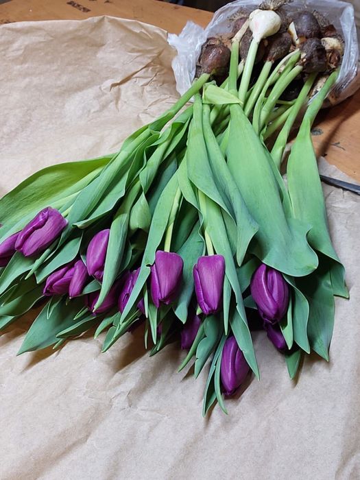 Голландские тюльпаны оптом