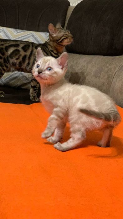 Элитные бенгальские котята!