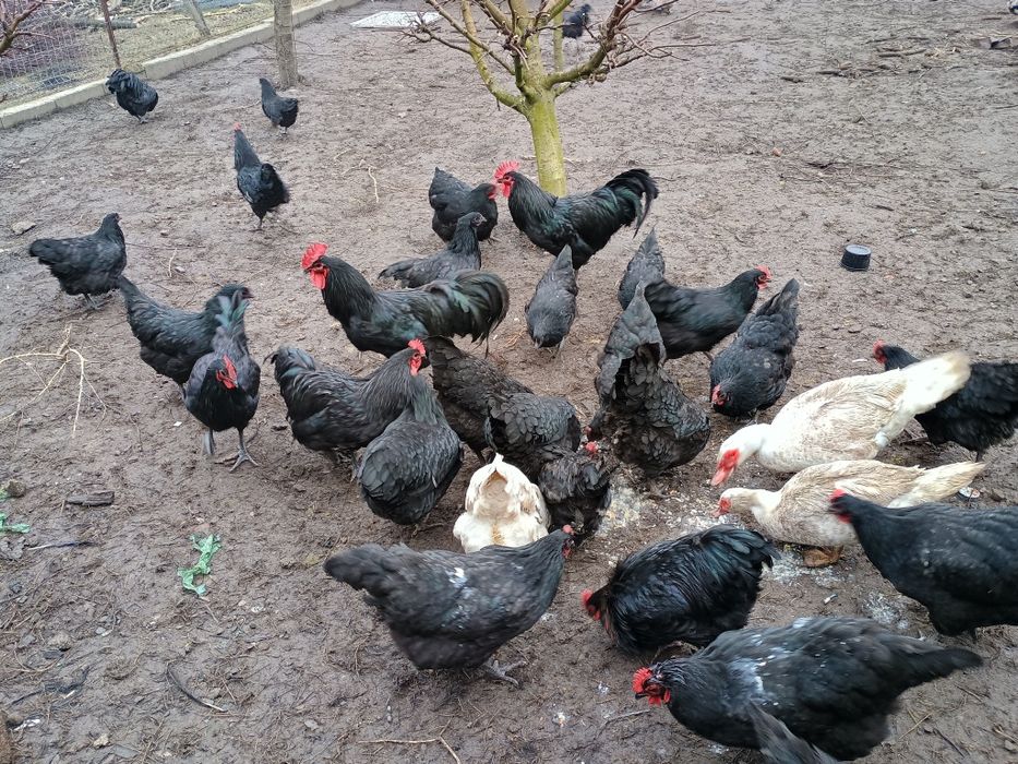 Vând ouă Australorp din găini tinere de anul trecut pui