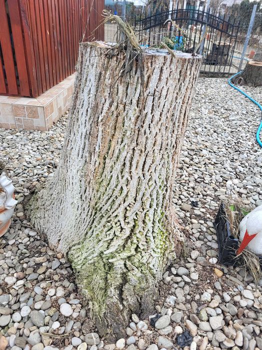 Butuci din lemn de nuc - 12 buc, arbore matur(29 de ani), tăiat recent