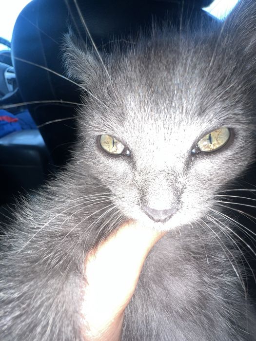 Котенок(девочка)